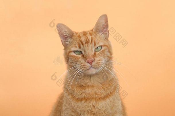 肖像关于num.一桔子平纹姜猫向一桔子背景