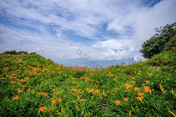 指已提到的人桔子黄花菜Tawny黄花菜花农场