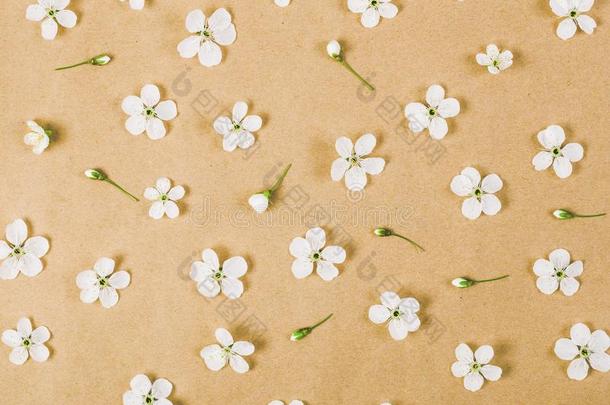 花的模式使关于白色的春季花和芽向棕色的爸