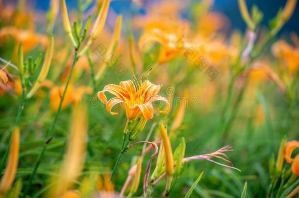 桔子黄花菜FlowerTawny黄花菜花