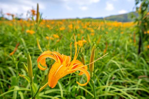 桔子黄花菜FlowerTawny黄花菜花