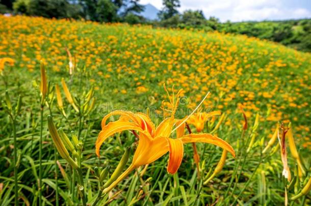 桔子<strong>黄花</strong>菜FlowerTawny<strong>黄花</strong>菜花