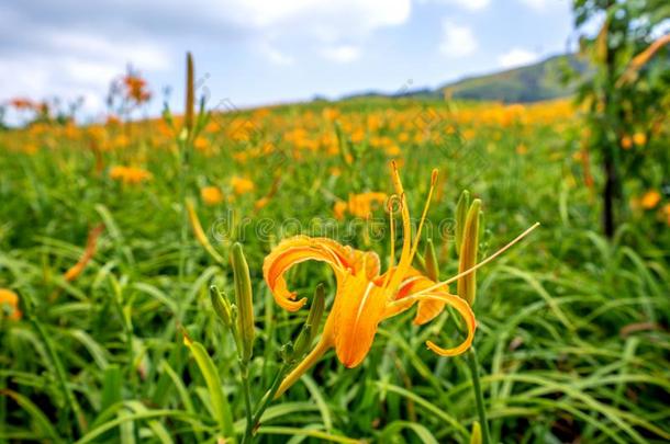 桔子黄花菜FlowerTawny黄花菜花