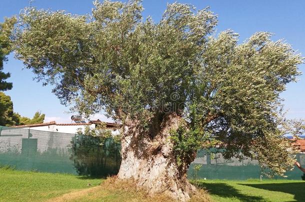 很美丽的种植一老的橄榄树采用希腊