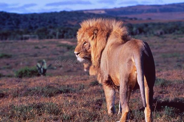南方非洲:一狮子采用指已提到的人沙姆瓦里游戏储备