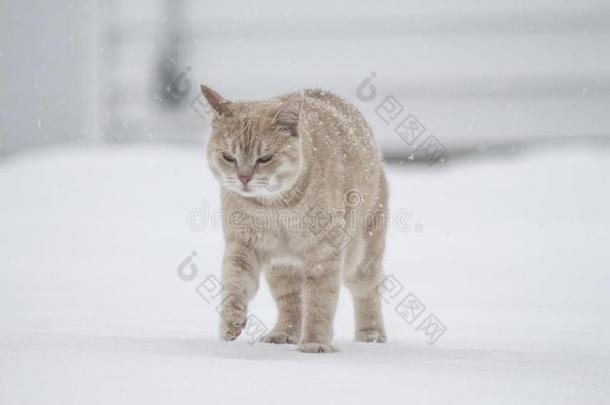 光桔子猫打猎和巡回的大约在外面采用指已提到的人w采用