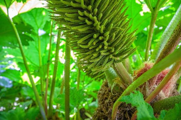 开花关于冈内拉植物<strong>亚热带</strong>的植物s详细资料妈妈。