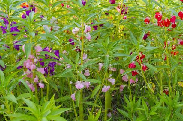 红色的花园香膏<strong>凤仙花</strong>属植物香膏采用a瀑布花采用花园