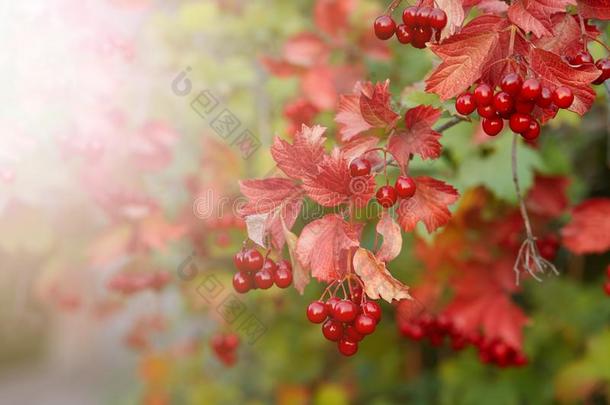 荚莲属的植物或欧洲荚蒾玫瑰树枝,秋季节的
