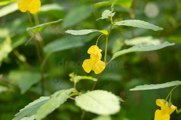 苍白的凤仙花科凤仙花属<strong>植物</strong>花