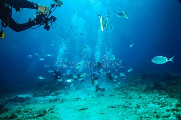 水肺潜水员照片鱼在科米诺岛采用指已提到的人中央的地中海