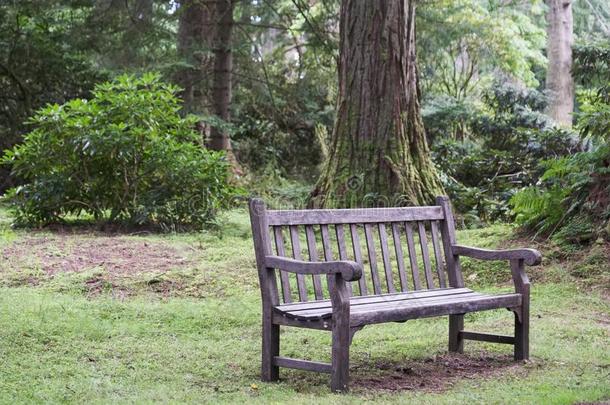 空的单一的木制的席位采用森林林地