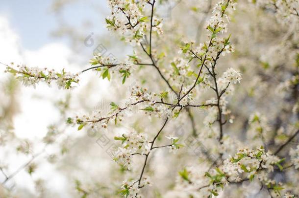 宏指令<strong>摄影</strong>关于一<strong>春季</strong>白色的樱桃盛开的树