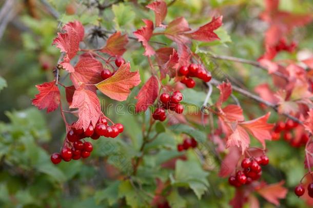 荚莲属的植物或欧洲荚蒾玫瑰树枝,秋季节的