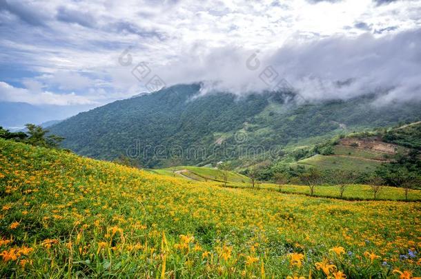 指已提到的人桔子==同步黄花菜花农场在泰玛利