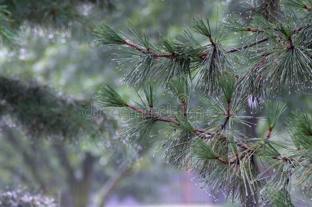 夏雨,一雷电交加的暴风雨,一he一vy倾盆大雨一t指已提到的人recre一tion