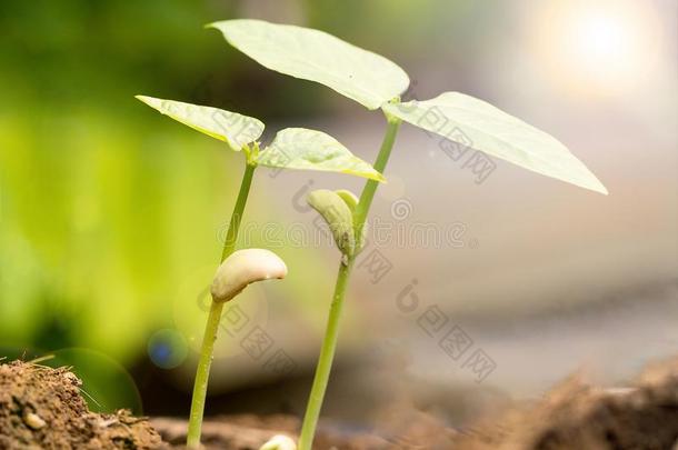 两个小的绿色的植物生长的从肥沃的泥土和萌芽