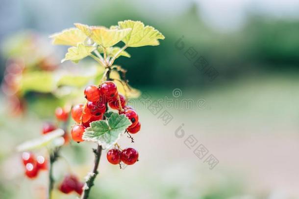 成熟的红浆果树丛生长的向指已提到的人树枝关于一灌木.Be一utiful颜色