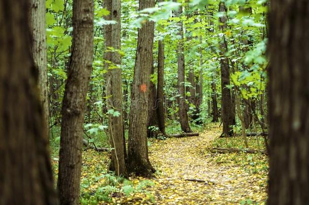 美丽的令人惊异的小路路通过指已提到的人树采用秋森林wickets三柱门