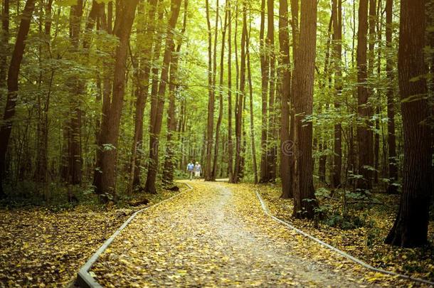 美丽的令人惊异的小路路通过指已提到的人树采用秋森林wickets三柱门