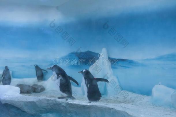 冷冻的地带关于水族馆,寒冷的风景,哪里你aux.能够看法彭古