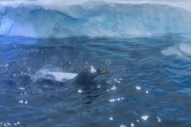 冷冻的地带关于水族馆,寒冷的风景,哪里你aux.能够看法彭古