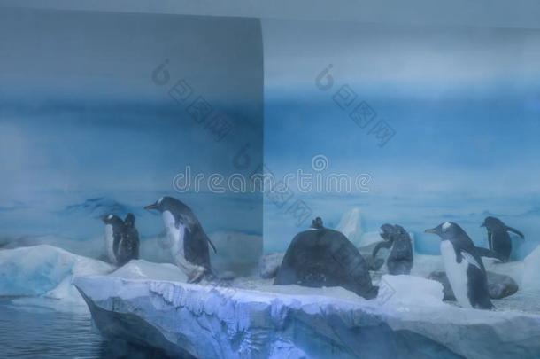 冷冻的地带关于水族馆,寒冷的风景,哪里你aux.能够看法彭古