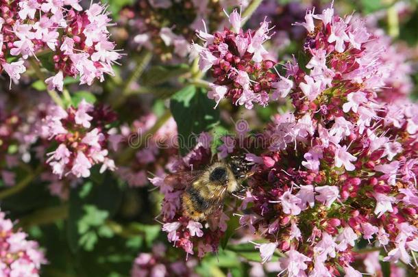 美丽的蜂蜜蜜蜂<strong>萃取</strong>花蜜从野生的光紫色的floodlight泛光照明