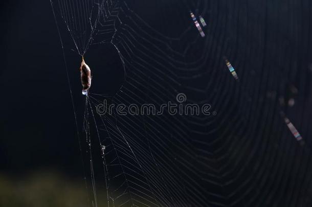 蜘蛛网;蜘蛛蜘蛛网;组织橙色
