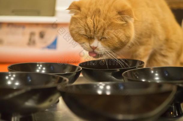 猫坐和吃食物