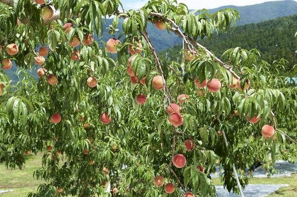桃子关于新鲜的果园.