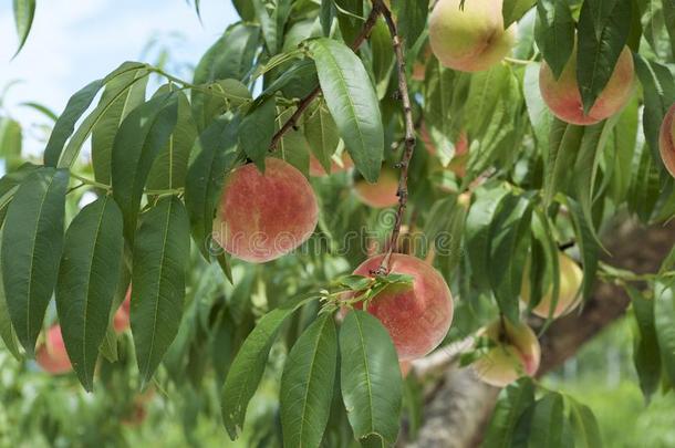 桃子关于新鲜的果园.
