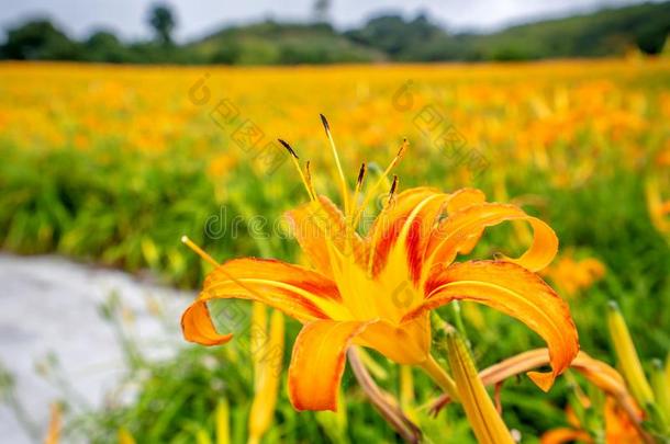 桔子黄花菜FlowerTawny黄花菜花