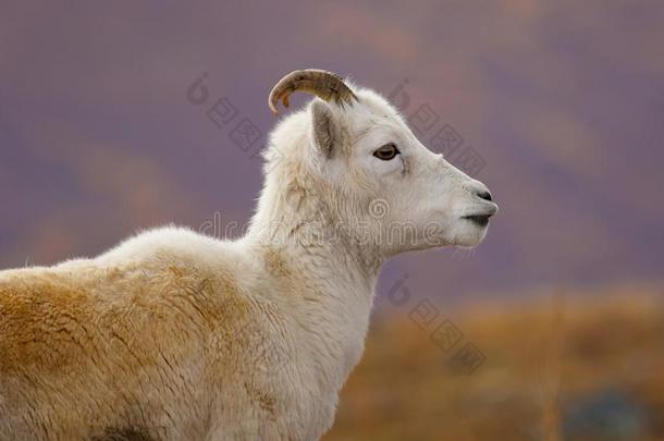 肖像关于<strong>羊羊</strong>采用德纳里峰Nepal尼泊尔,<strong>美</strong>国阿拉斯加州,我们
