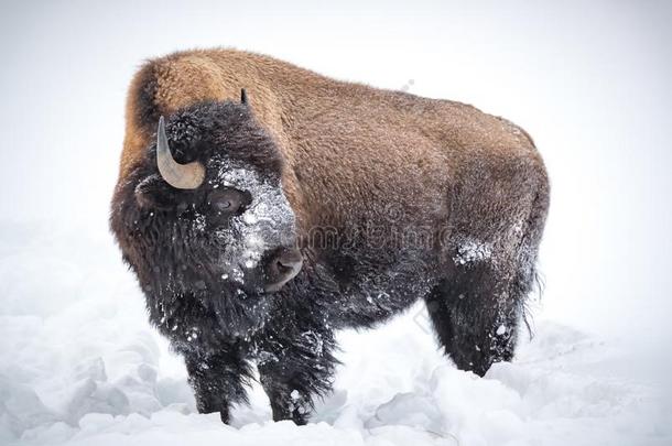 大大地棕色的,有角的野牛,水牛,大量的采用雪采用黄色的