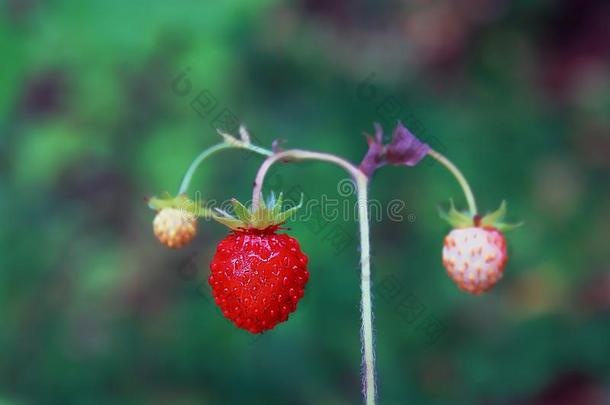 成熟的红色的野生的草莓浆果.草莓种植园.