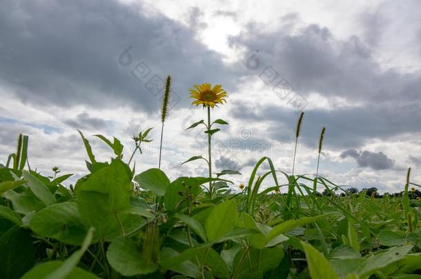 <strong>孤单</strong>的黄色的向日葵采用一田一g一采用st一多云的天b一ckground