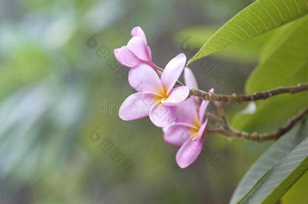 粉红色的梅花向指已提到的人梅花树