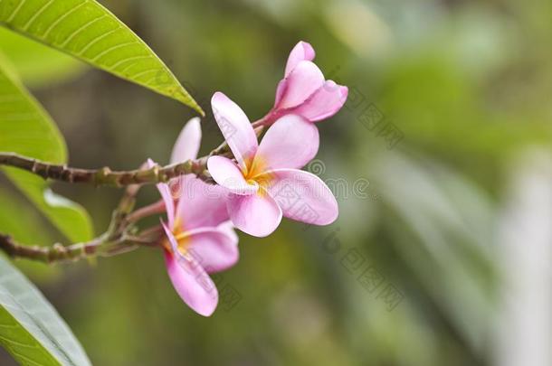 粉红色的梅花向指已提到的人梅花树