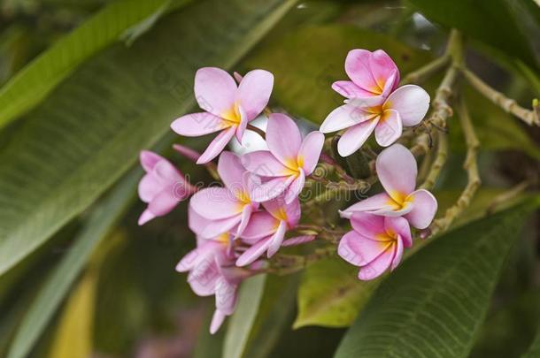 粉红色的梅花向指已提到的人梅花树