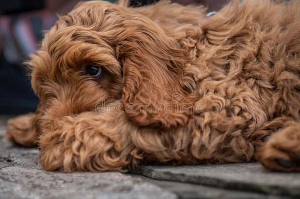 红色的cockerspaniel-poodlemix-breeddog一种英国的小猎<strong>犬</strong>-混种<strong>狮子</strong>狗小狗说谎下