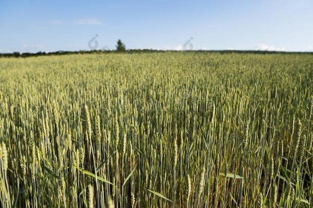 年幼的绿色的小麦田.成熟耳小麦.农业.天然的