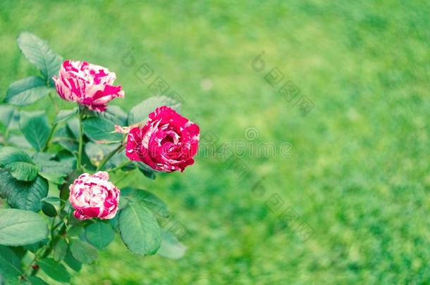 盛开的花束<strong>月季玫瑰</strong>花采用指已提到的人花园.