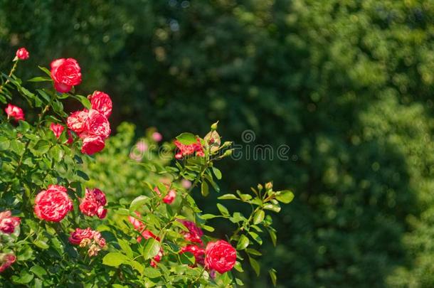玫瑰灌木采用指已提到的人花园.花束月季花.