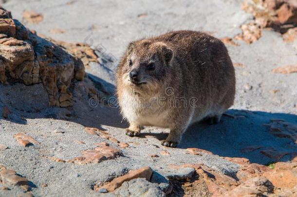 岩石蹄兔蹄兔属capensis满的长度关在上面关于动物