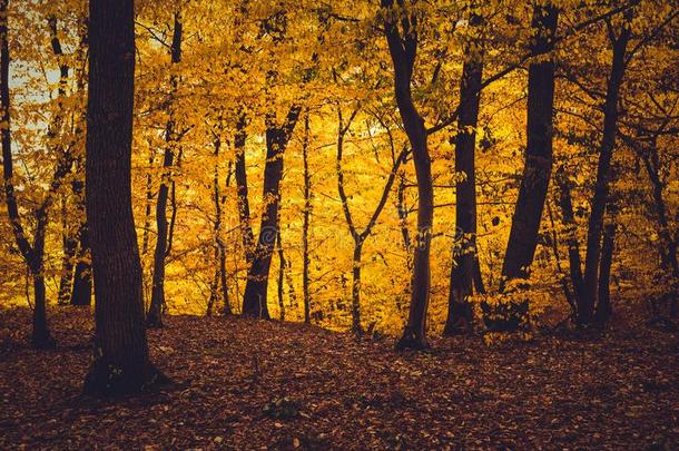 秋森林和黄色的<strong>树</strong>叶