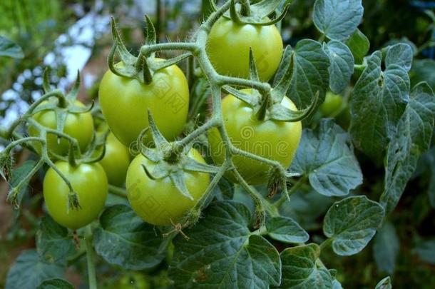 番茄茄属植物<strong>圣女果</strong>synchronizing同步.<strong>圣女果</strong>esculentum