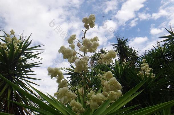 花关于丝兰植物