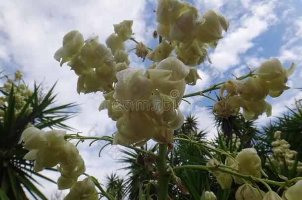 花关于丝兰植物