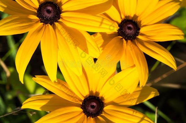 黄色的金光菊属植物锥花,黑的-有眼的-苏珊斯花,宏指令